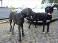 Bentley-Pascha (Balou) 09,2014 (7 Monate)