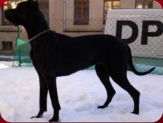 Verbeia von Wotans Meute - Besitzer: A. Betz