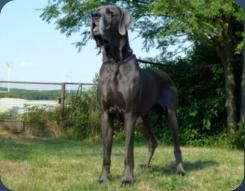 Excalibur vom Edersee - Besitzer: A. Betz